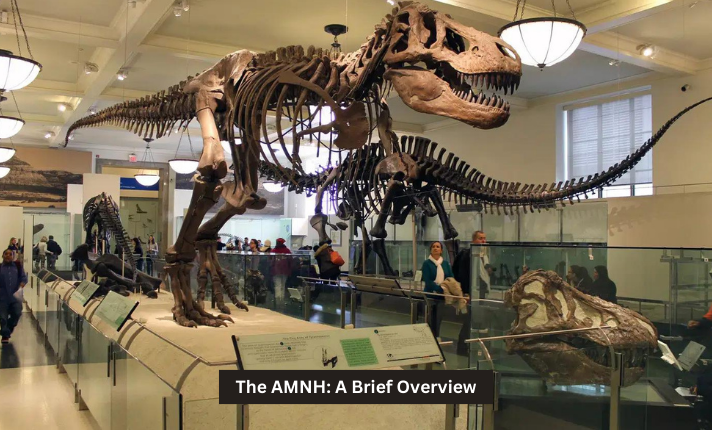 The AMNH: A Brief Overview